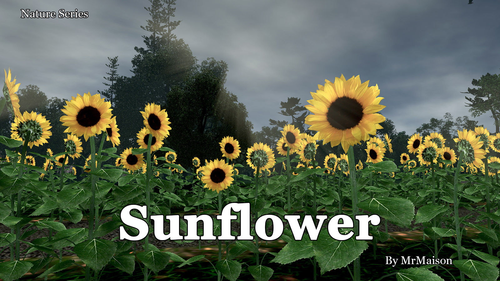 Sunflower Promo.jpg